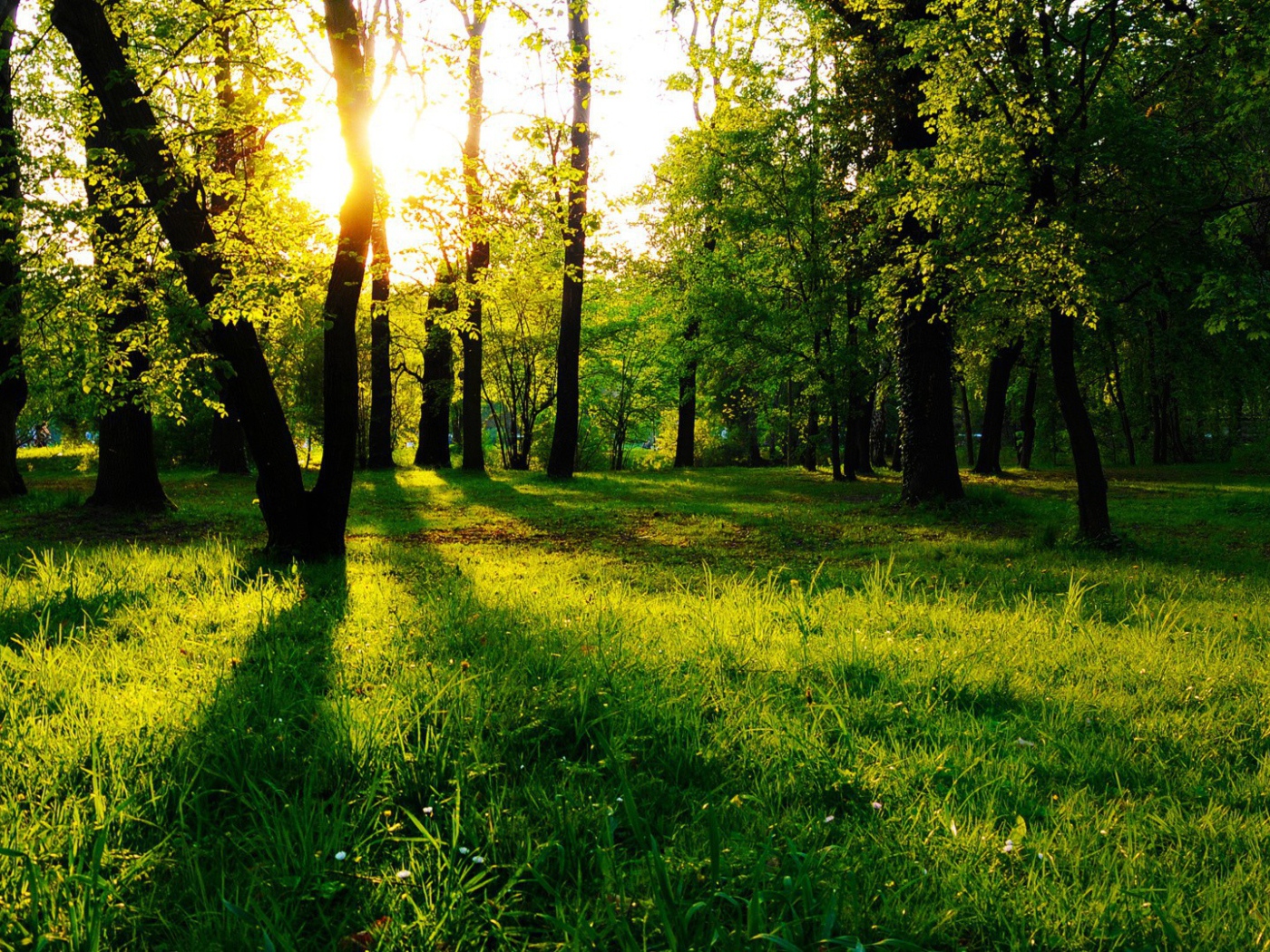 Зеленая трава и молодые листья на деревьях