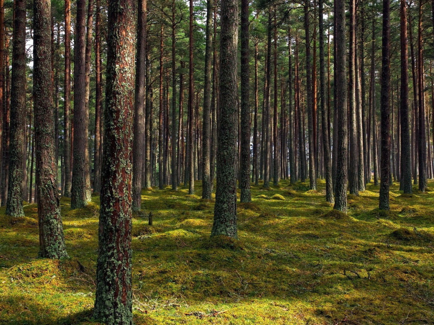 Покрытые лишайником стволы деревьев
