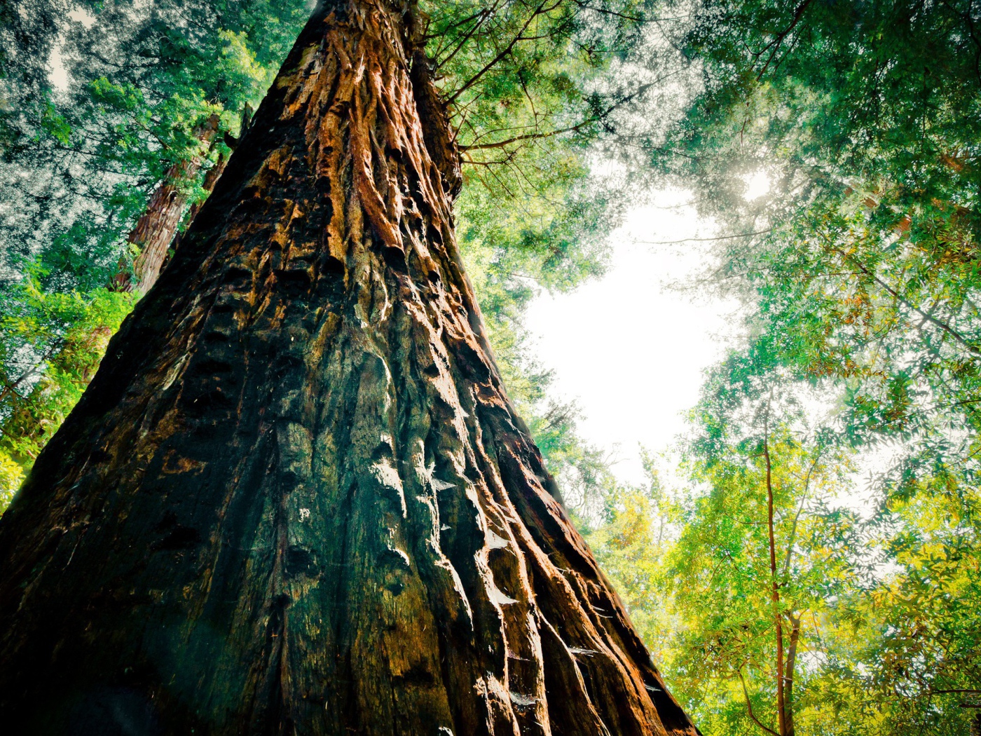 Могучая секвойя в лесу