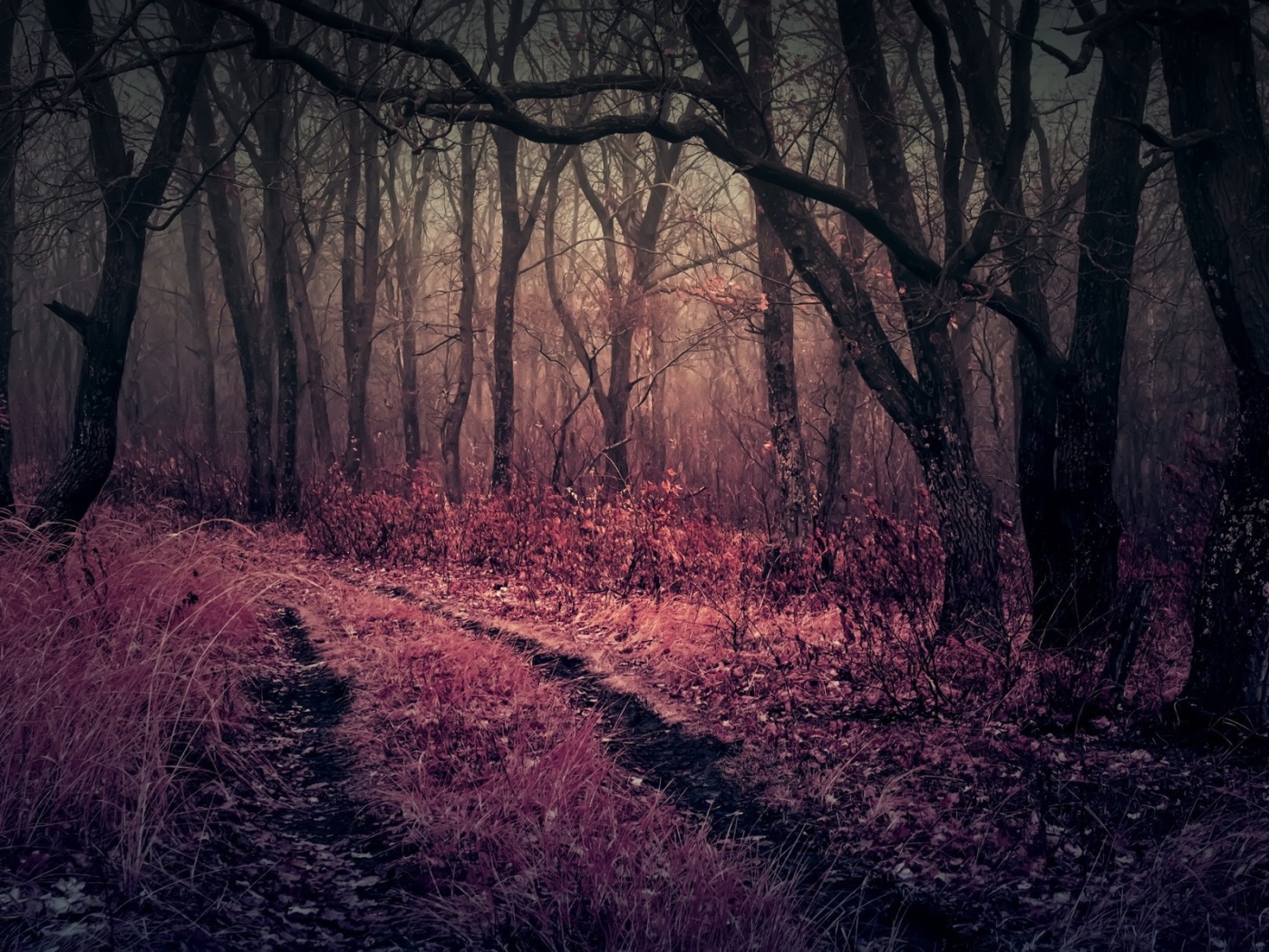 Розовая трава в чаще мрачного леса