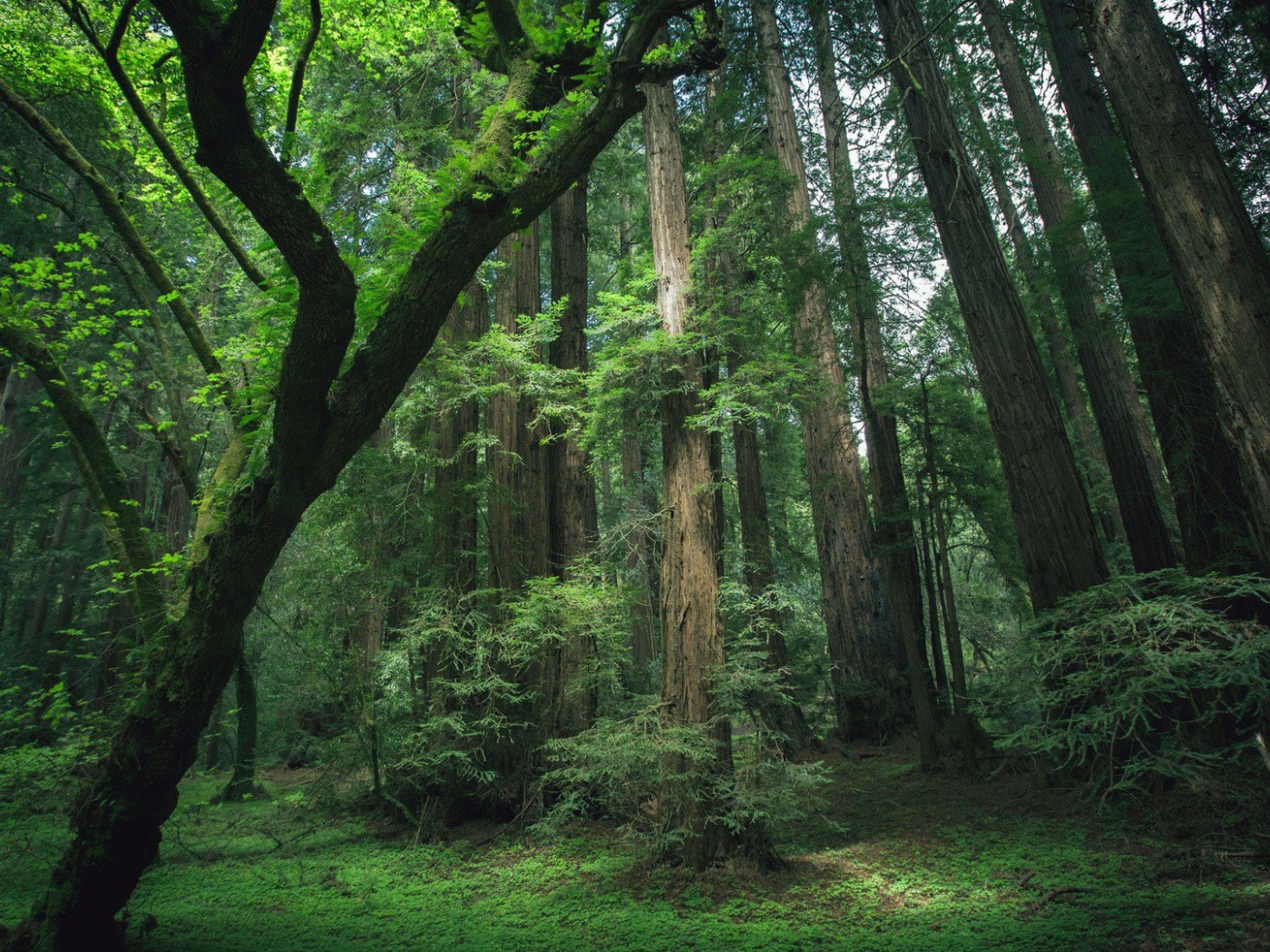 Деревья секвойи в лесу