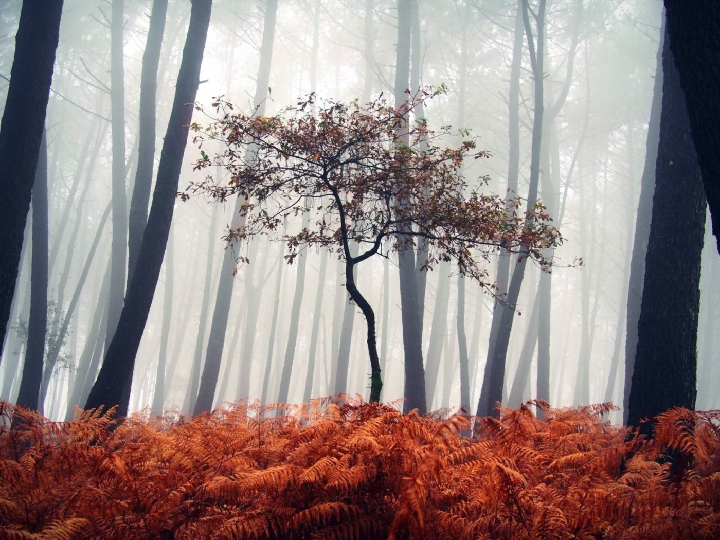 Маленькое дерево среди сухих папоротников