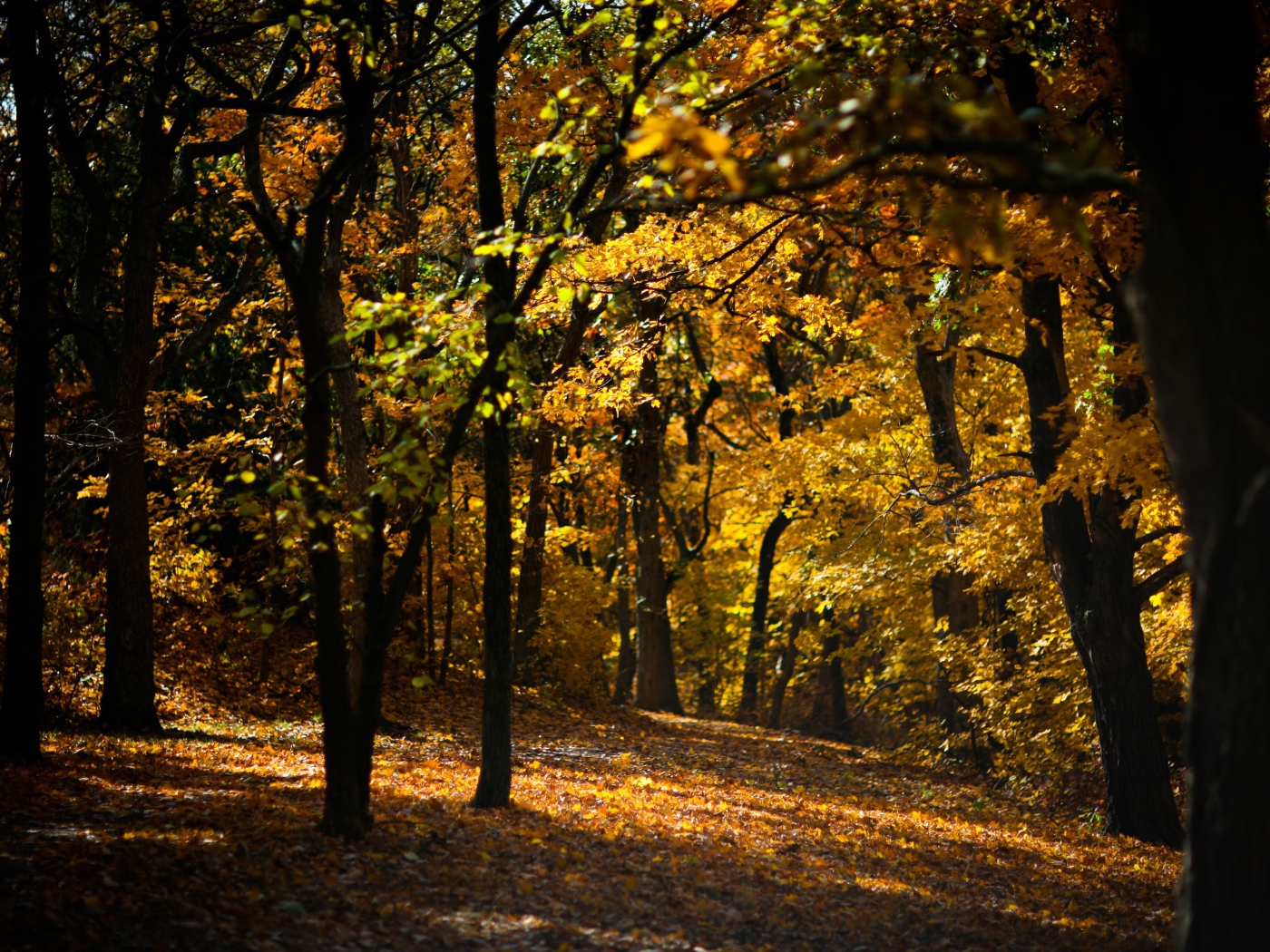 Усыпанная опавшими листьями дорожка в лесу