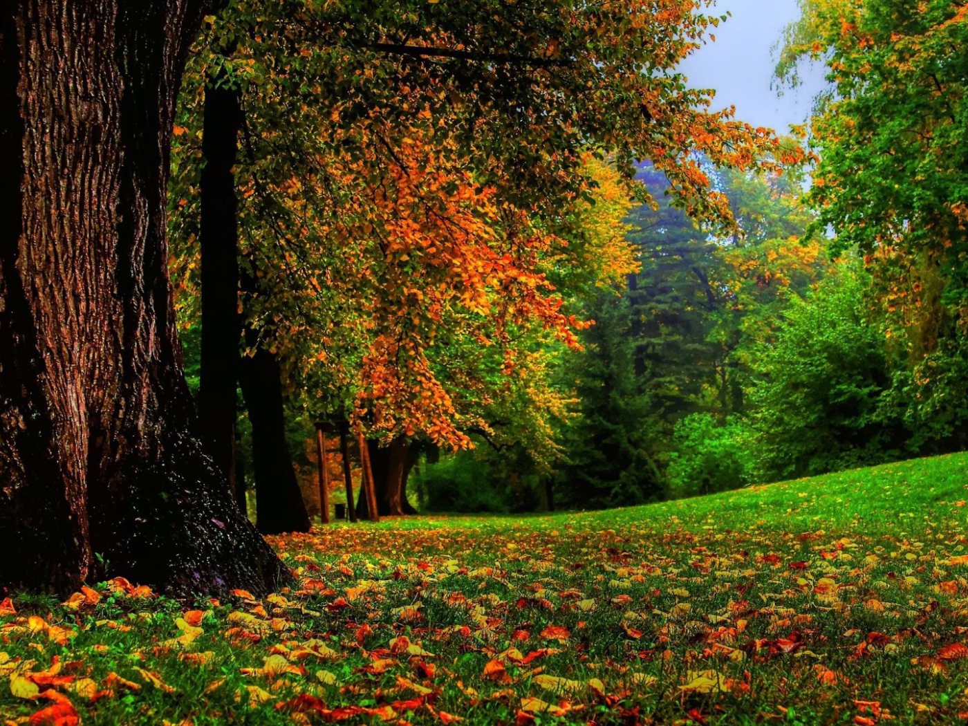 Могучий ствол дерева в лесу