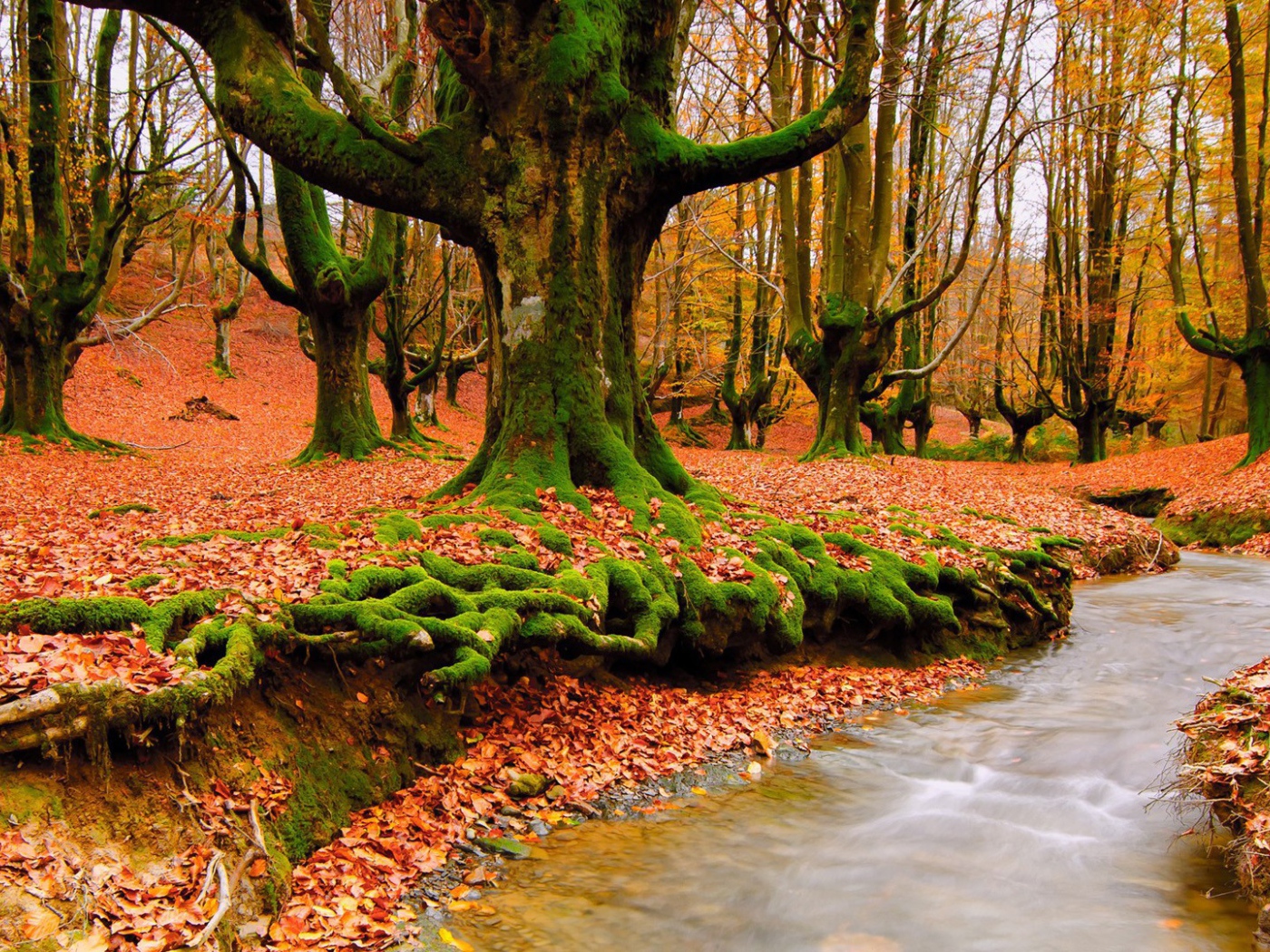 Корни деревьев покрылись мхом