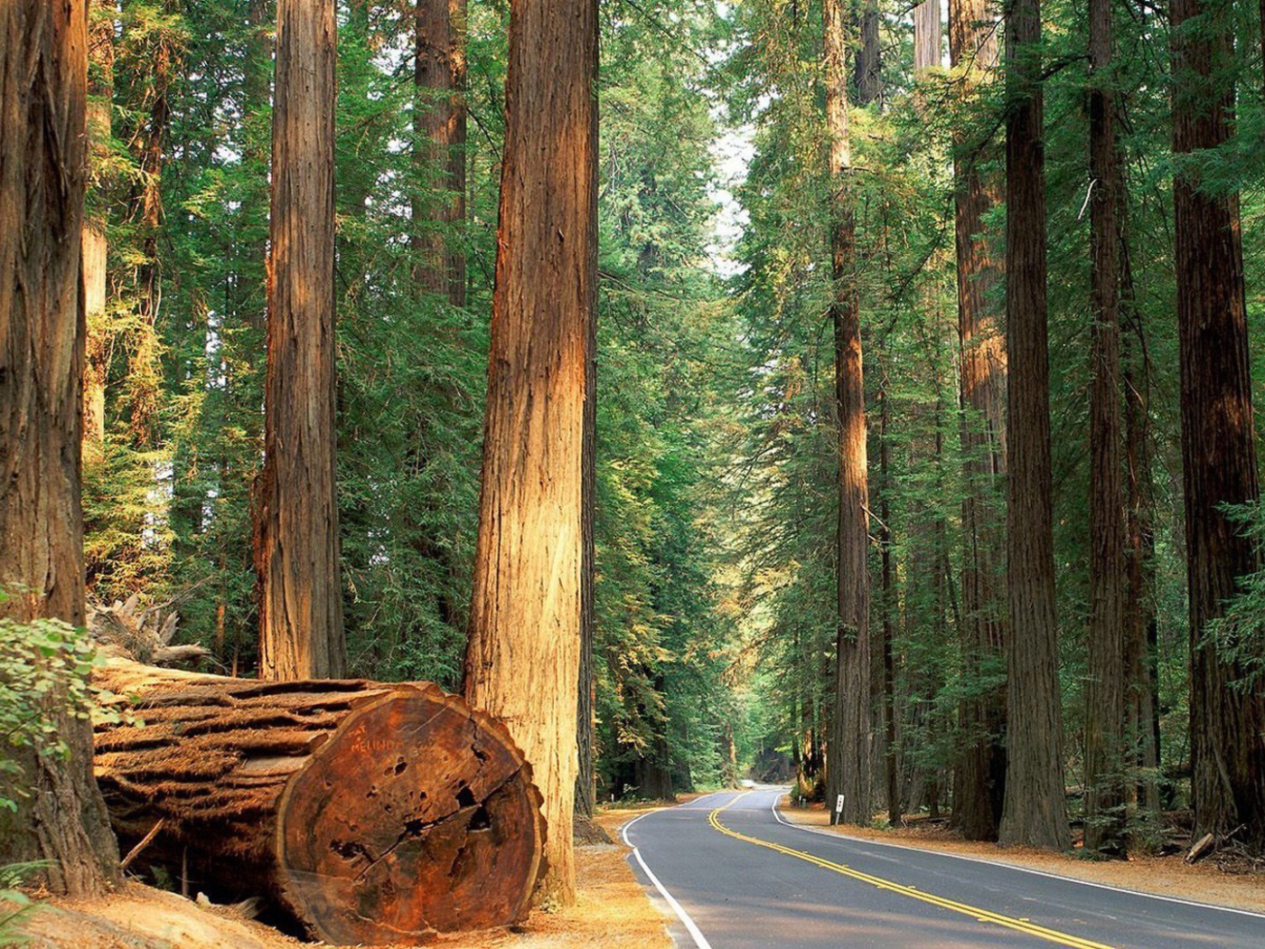 Ствол большого дерева у дороги