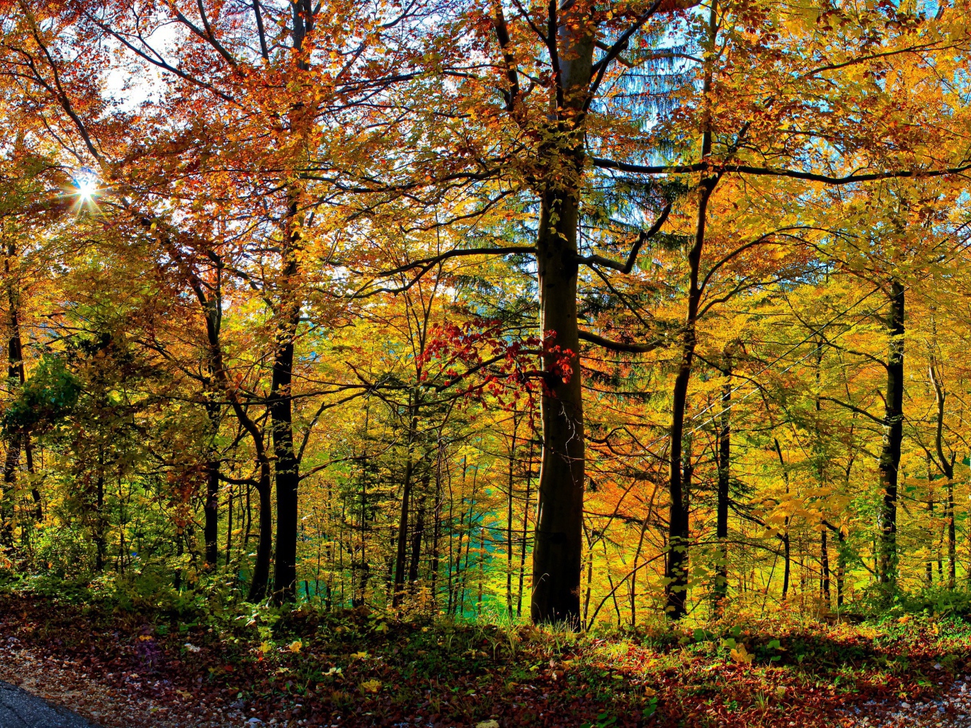Густой осенний лес