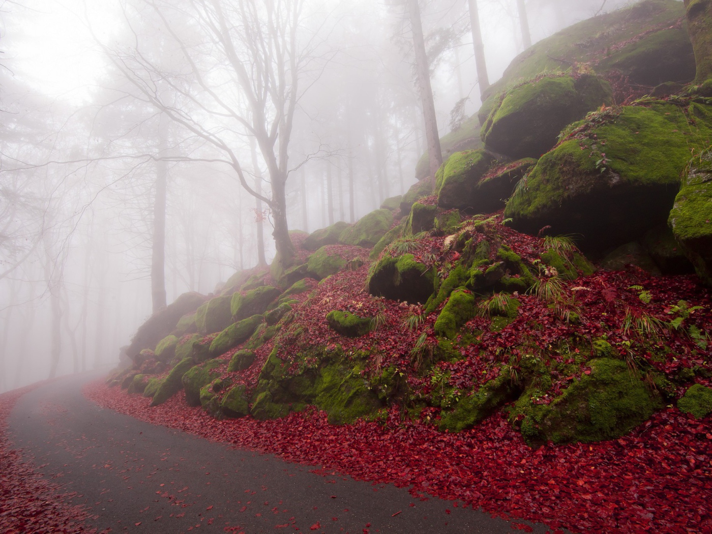 Дорожка в туманном лесу