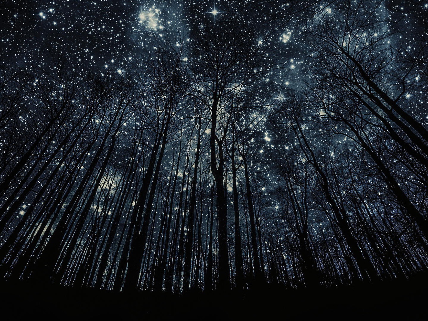 Деревья без листьев на фоне звезд