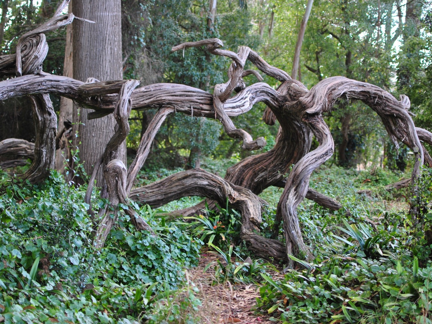 Искривленные ветви дерева в лесу