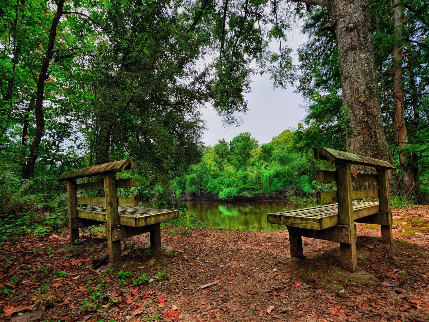 Две скамьи у лесного озера