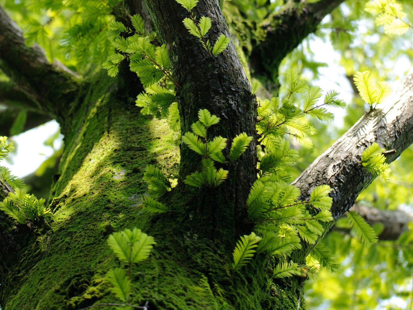 Молодые побеги на дереве