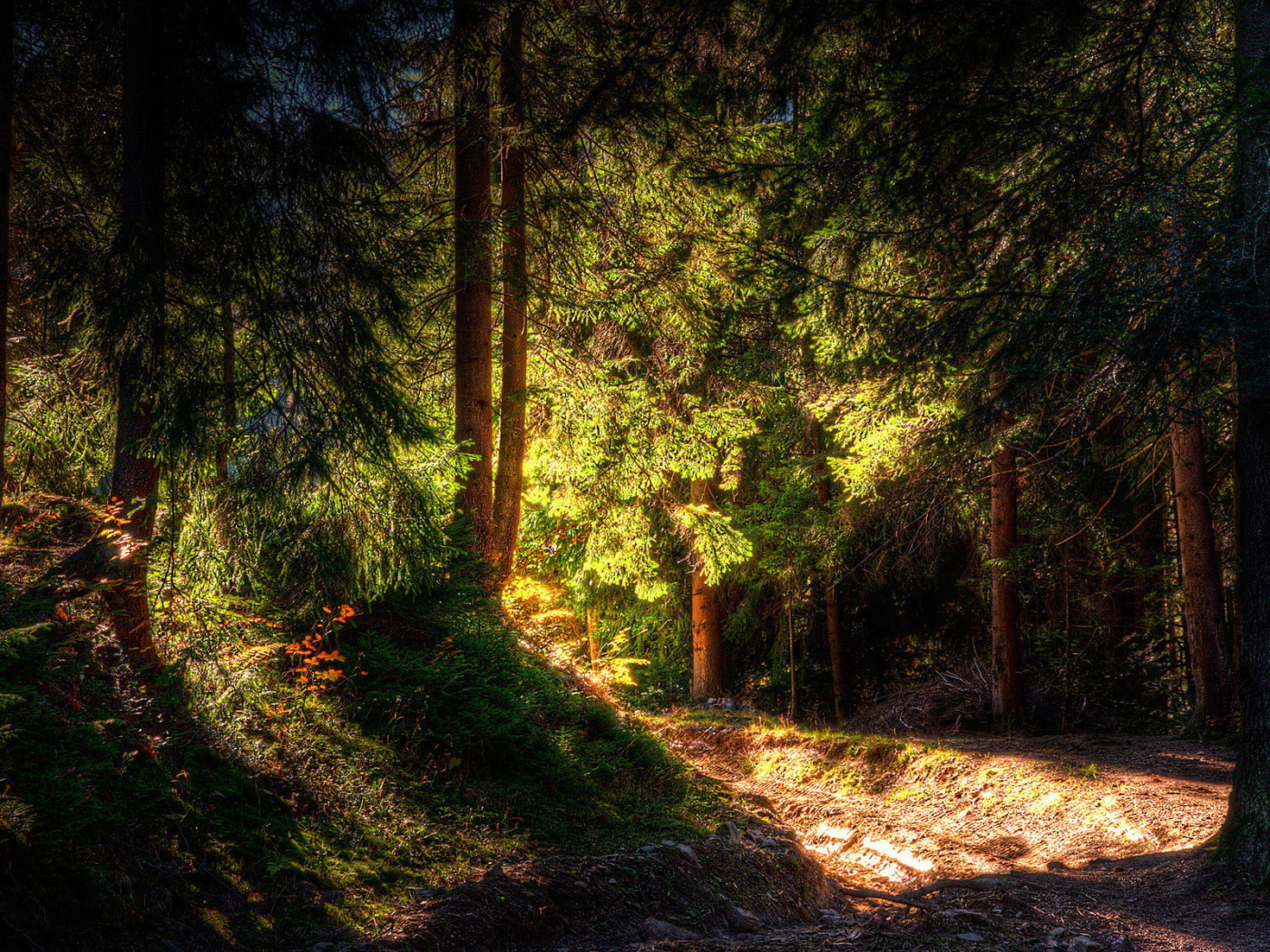 Лучи солнца в дремучем лесу