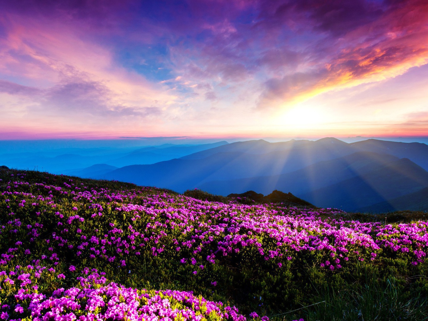 Цветущие горные склоны