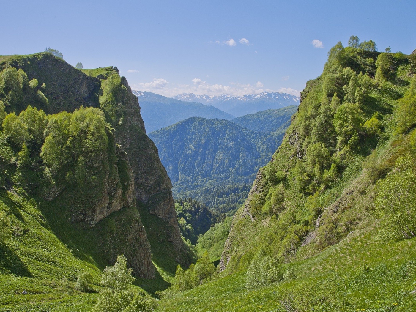 Поросшее растениями ущелье в горах