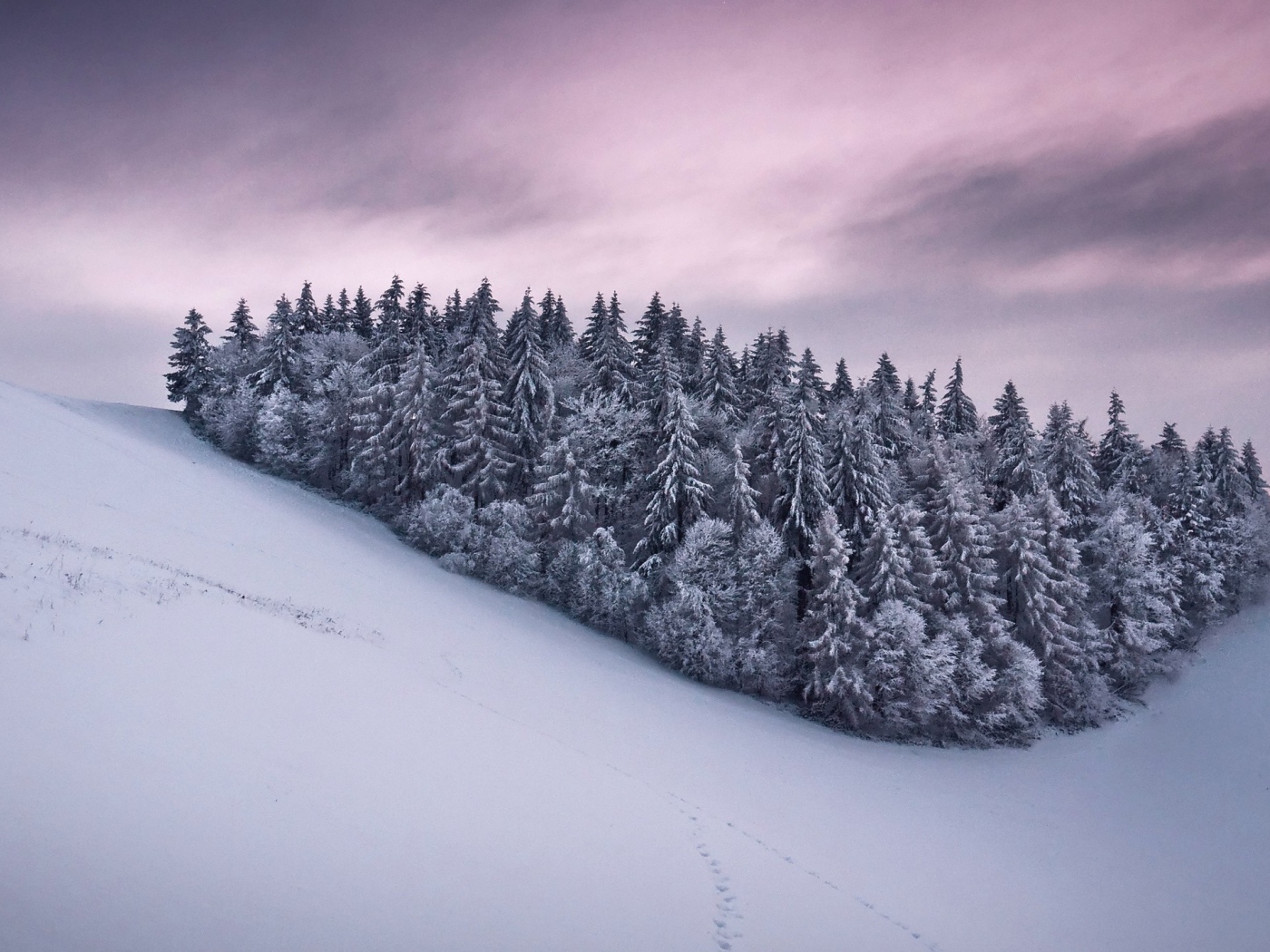 Роща из сосновых деревьев в горах