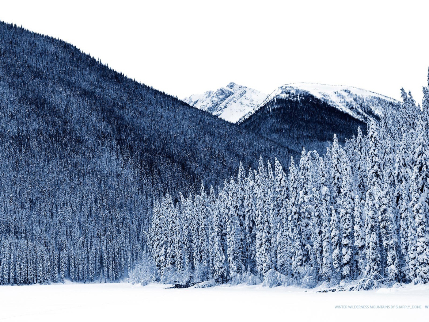 Густой хвойный лес на горе зимой