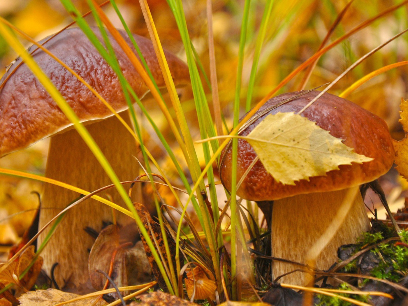 Пара белых грибочков