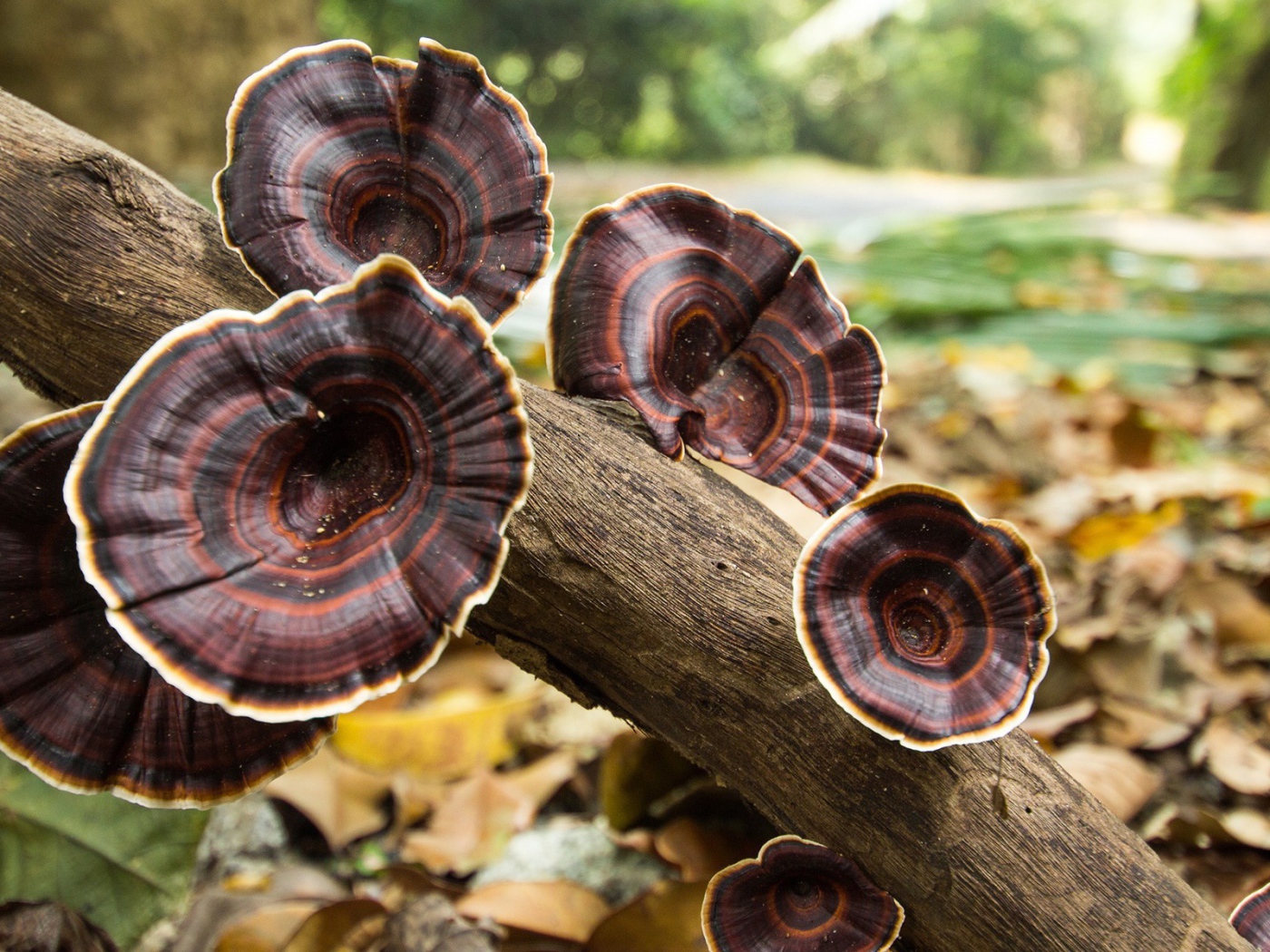 Коричневые грибы на стволе дерева