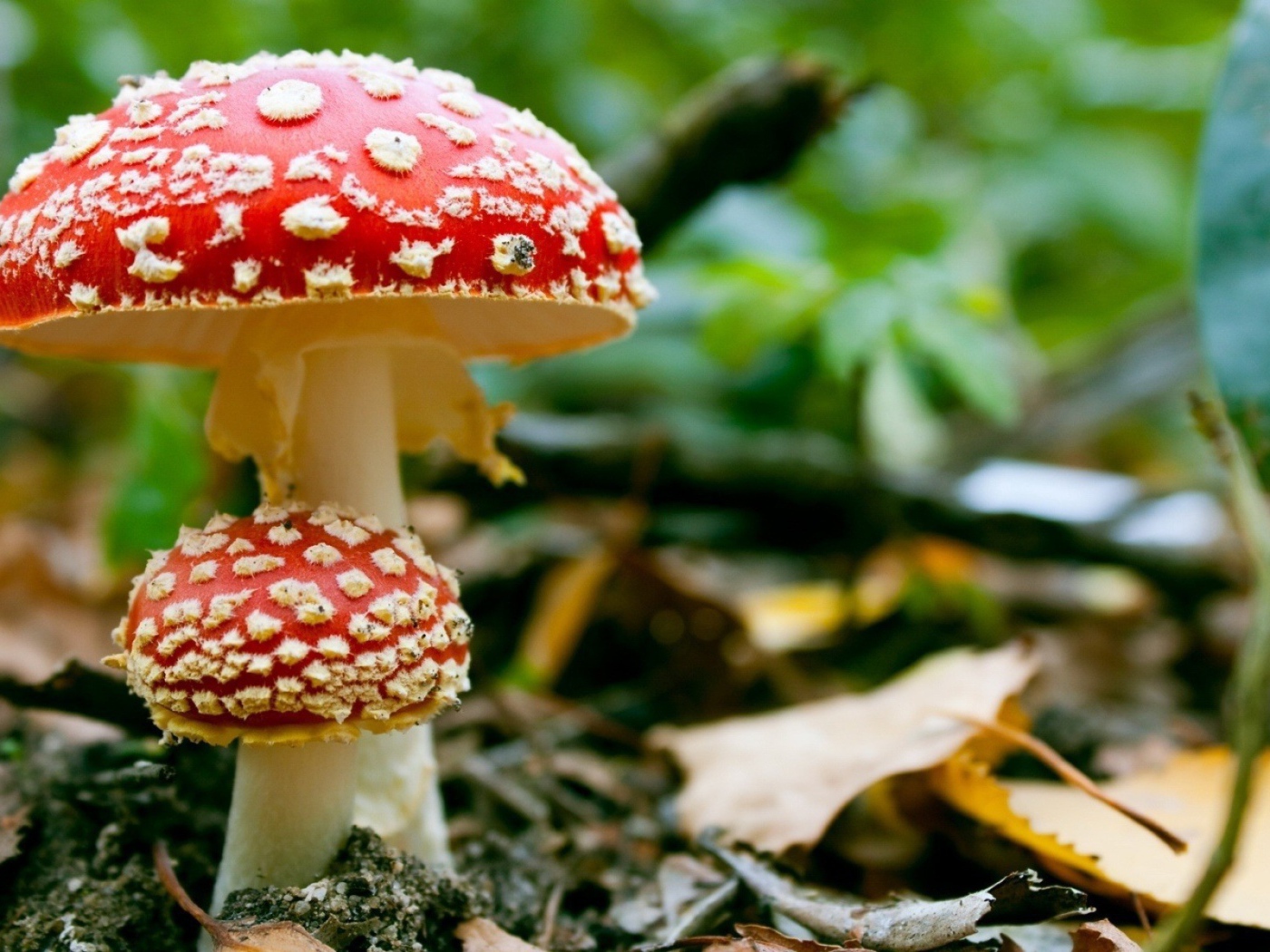 Маленький мухомор под шляпкой большого