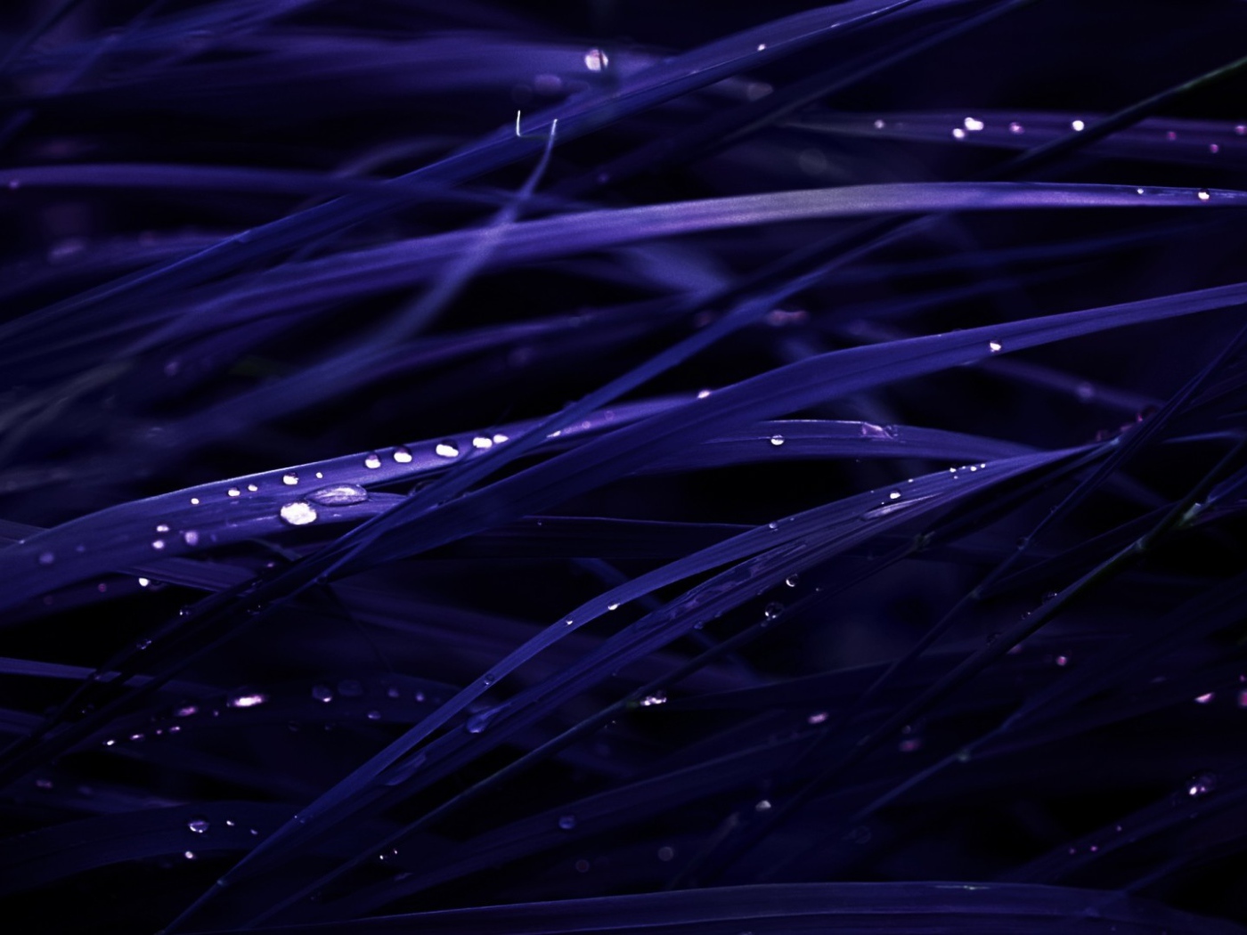 Роса на темно синей траве