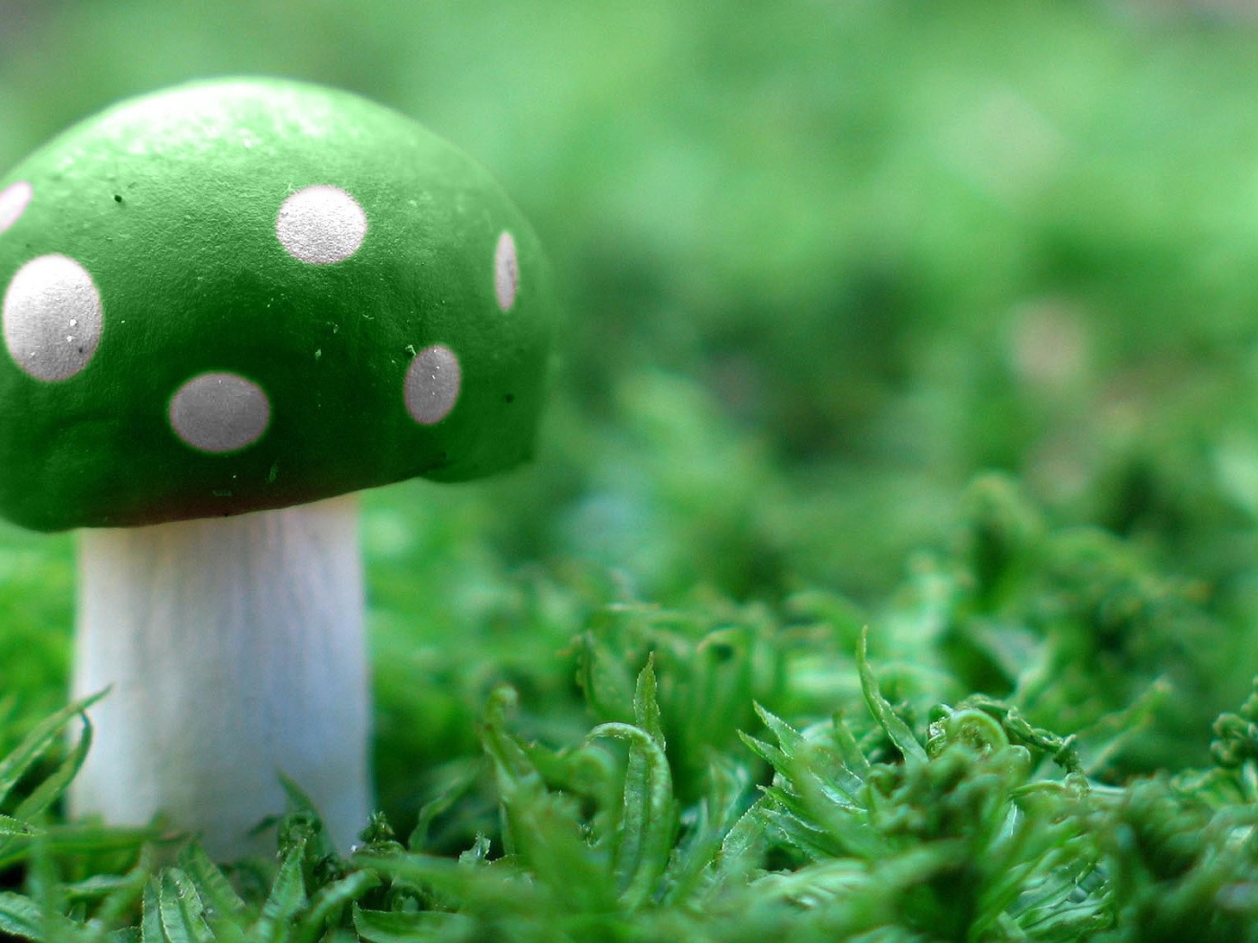 Зеленый гриб на траве