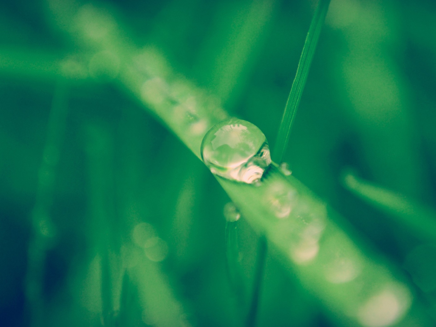 Капля воды стекает по травинке