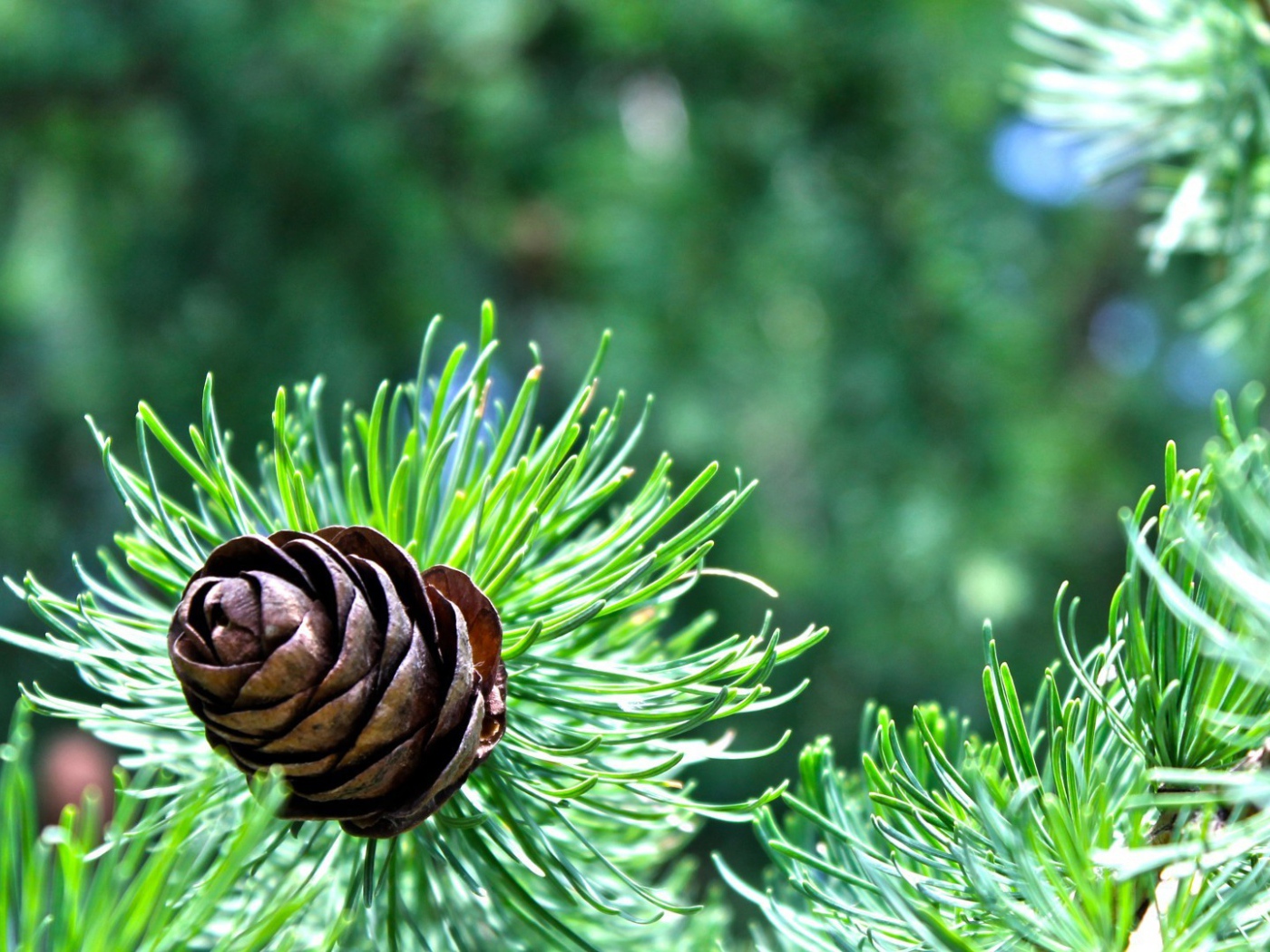 Небольшая шишка на еловой ветке