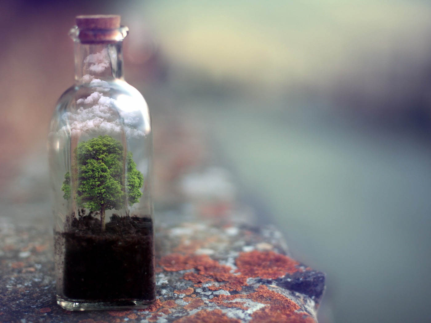 Дерево растет в стеклянной бутылке