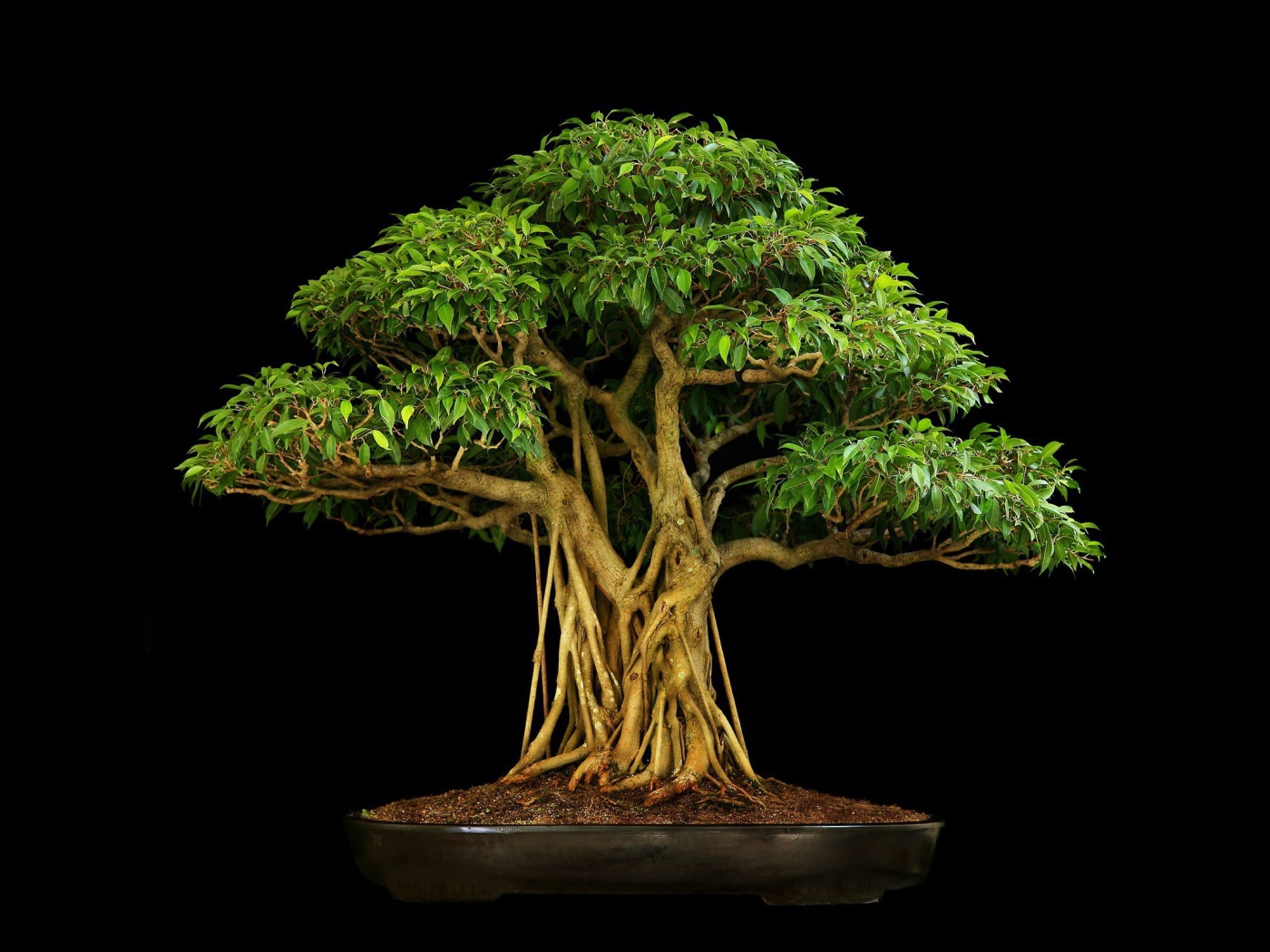 Коричневое дерево бонсай