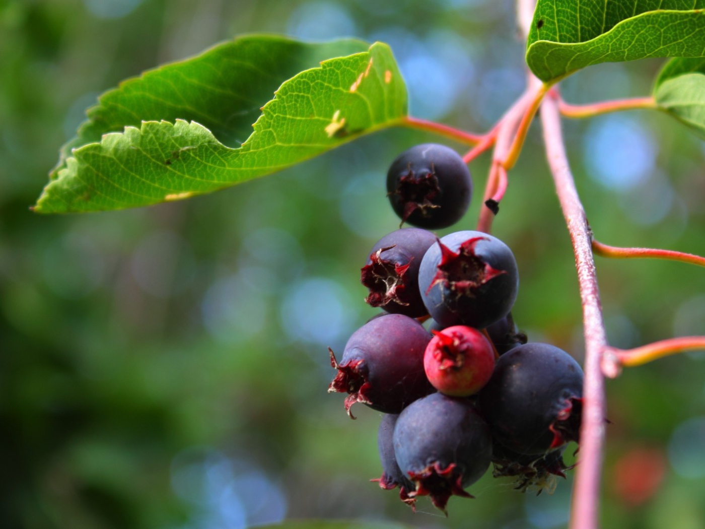 Кисть ягод черники на кусте