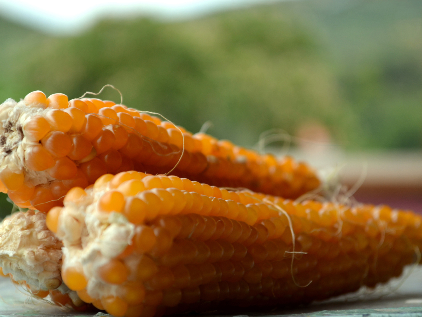 Початки кукурузы