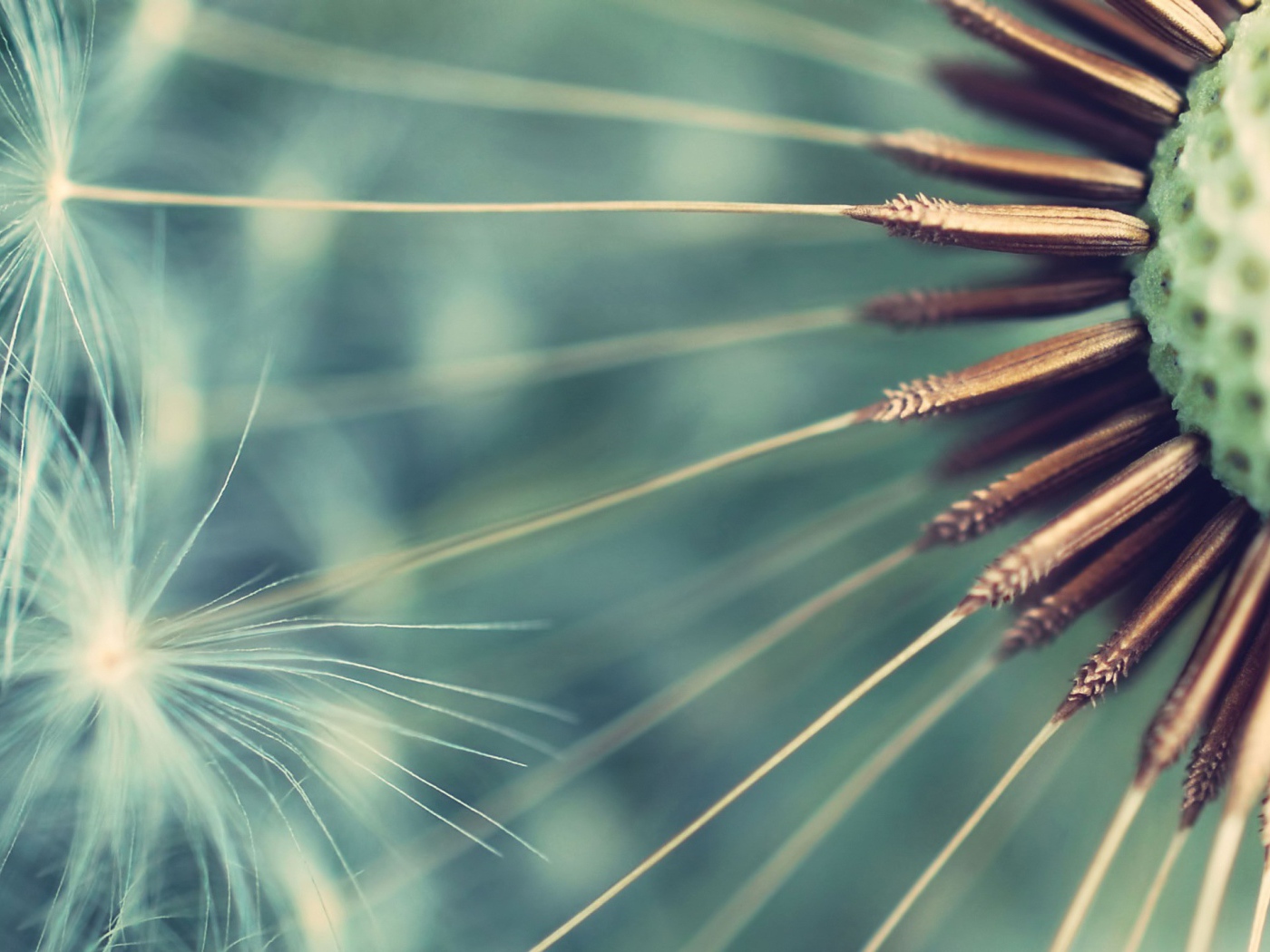 Семена одуванчика крупным планом