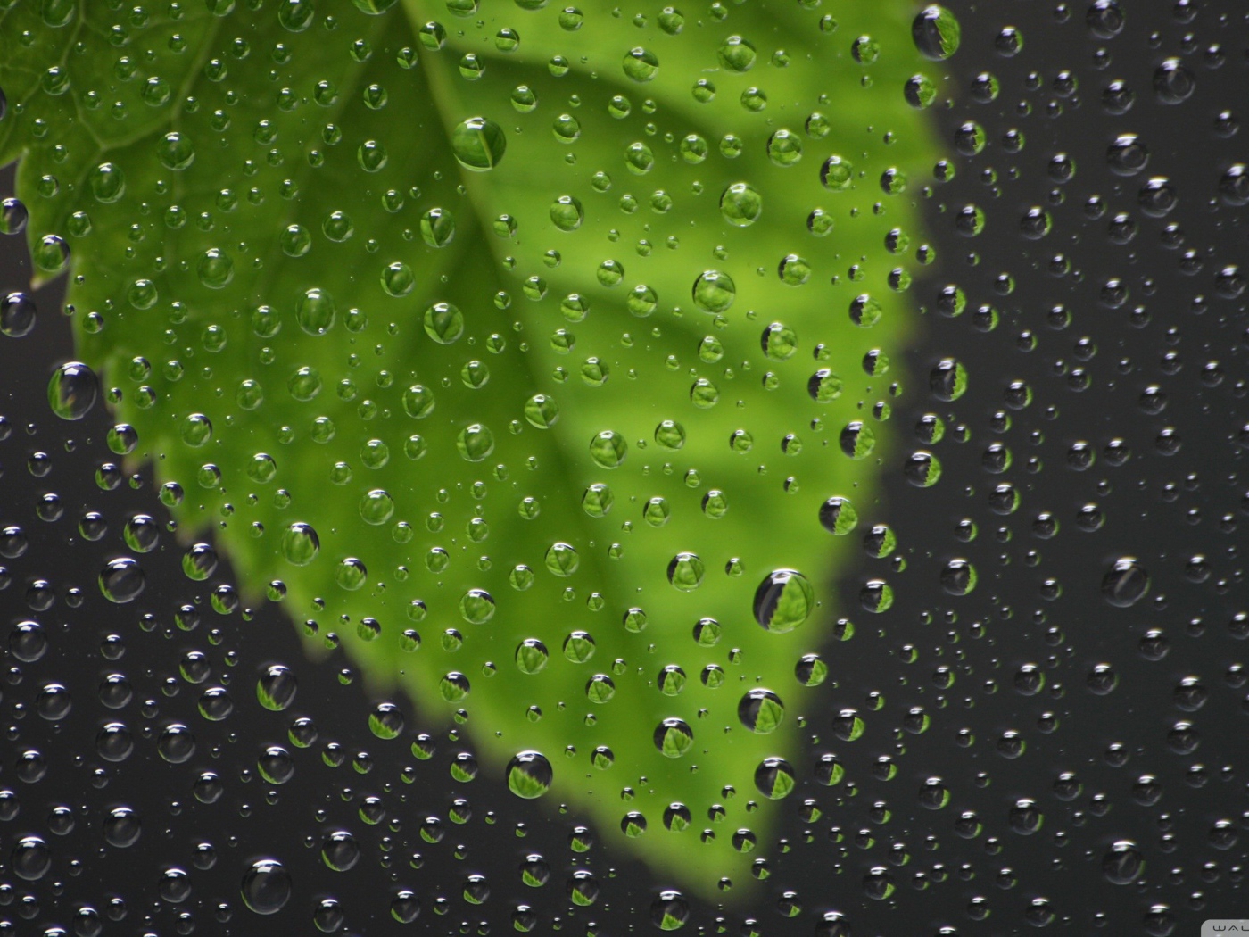 Капли воды перед зеленым листиком