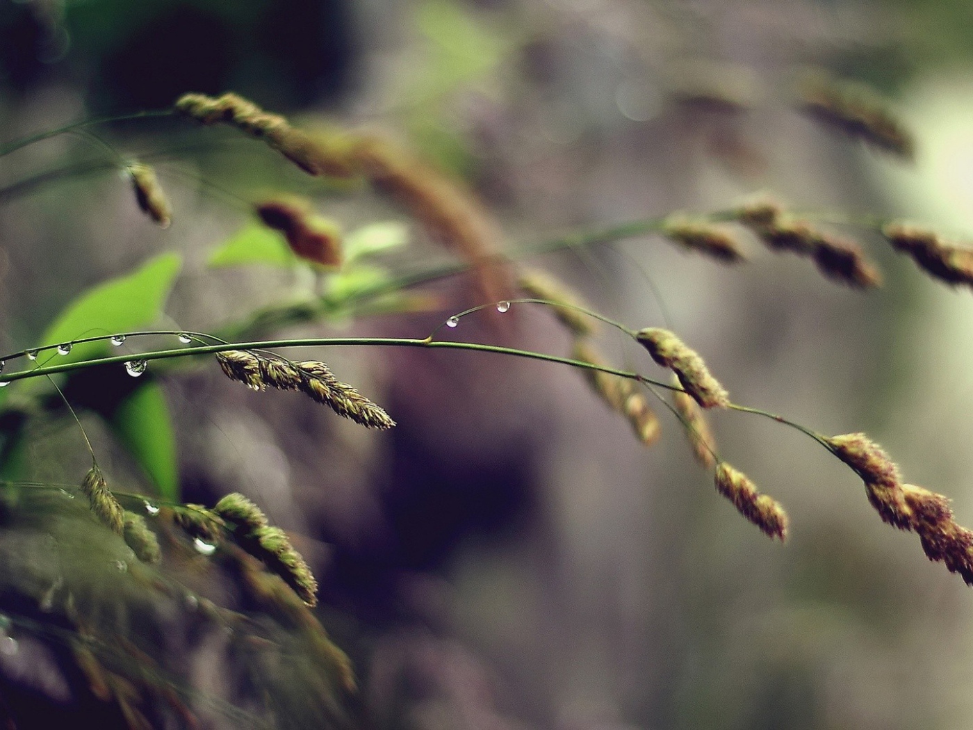 Полевая трава, капли воды