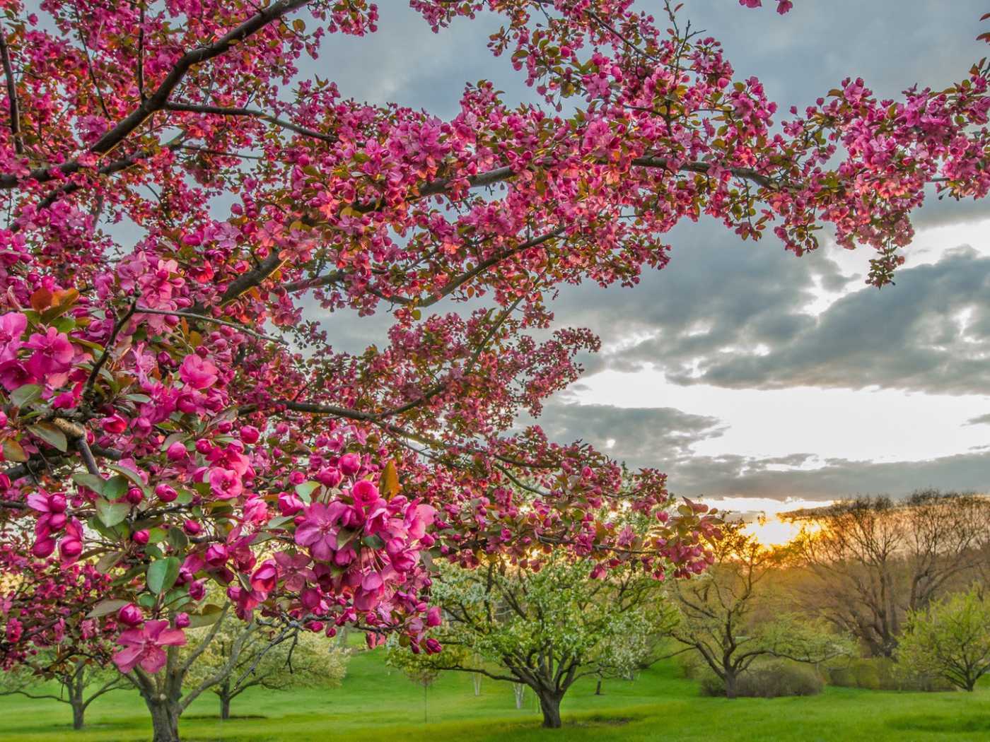 Цветущие деревья в плодовом саду