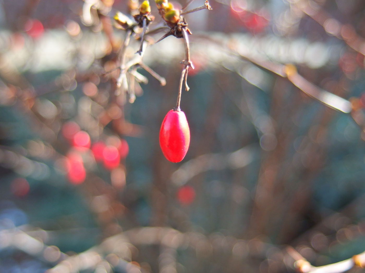 Плод шиповника на ветке