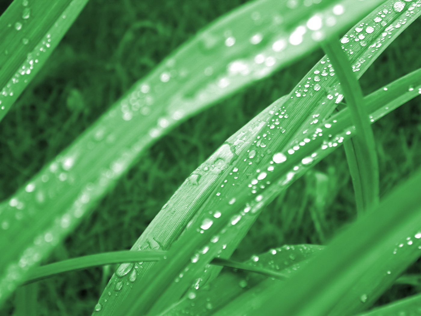 Зеленая трава в утренней росе