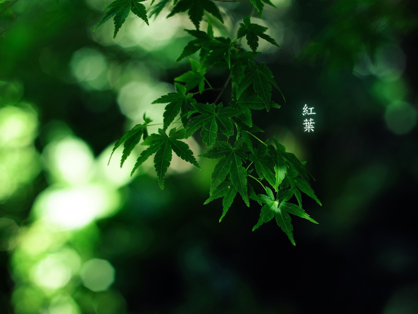 Зеленые листья, надпись иероглифы
