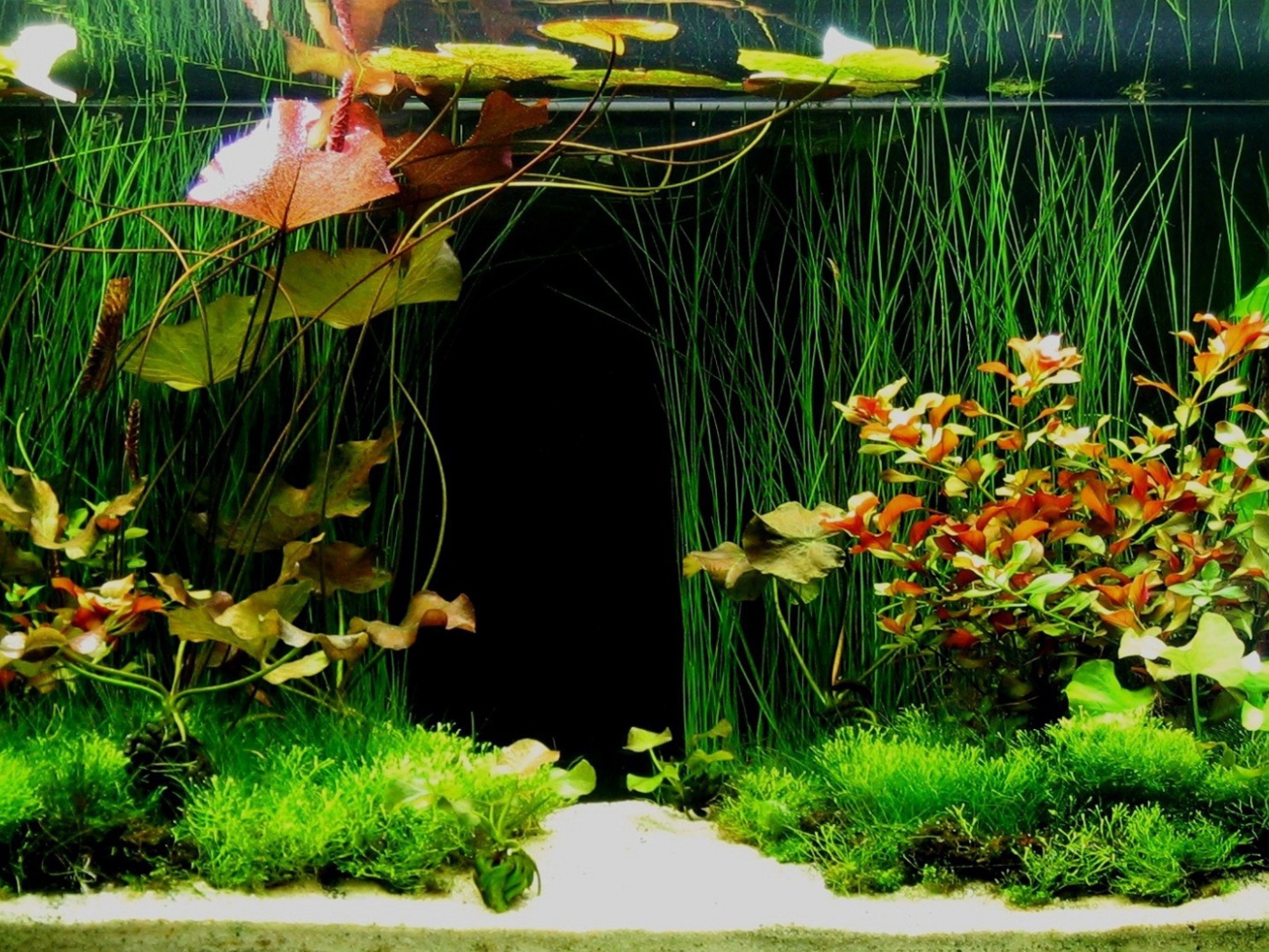 Зеленые растения внутри аквариума
