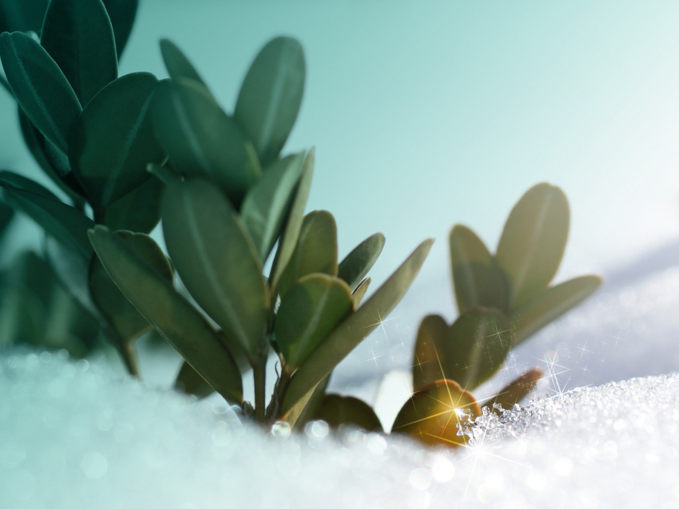 Зеленые растения под искрящимся снегом