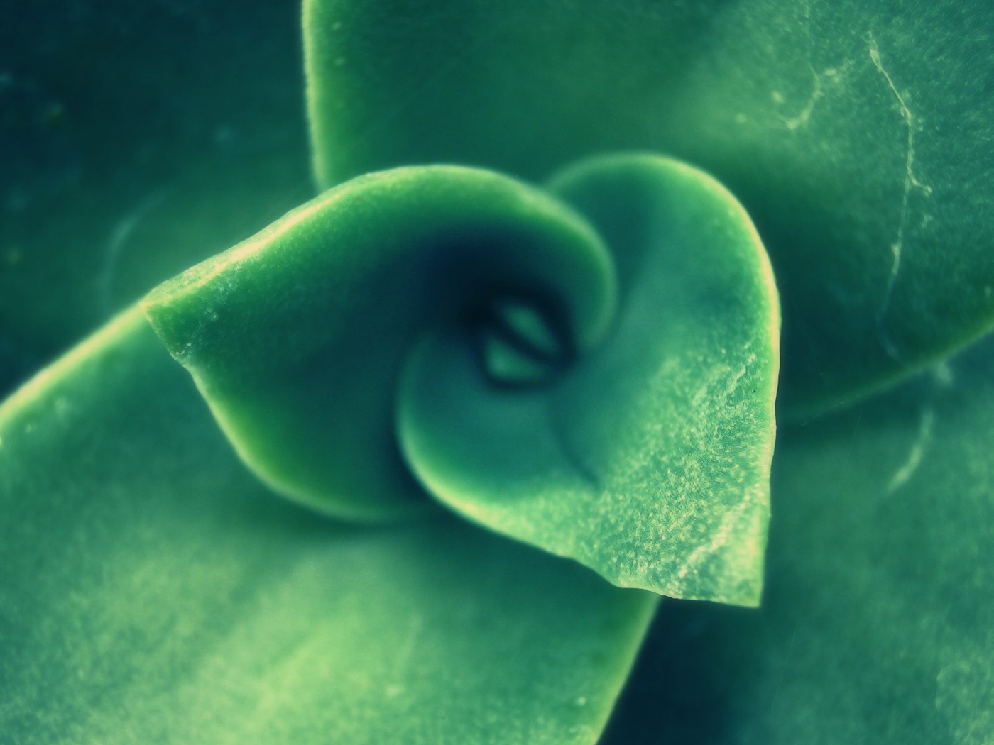 Зеленый спиральный бутон растения