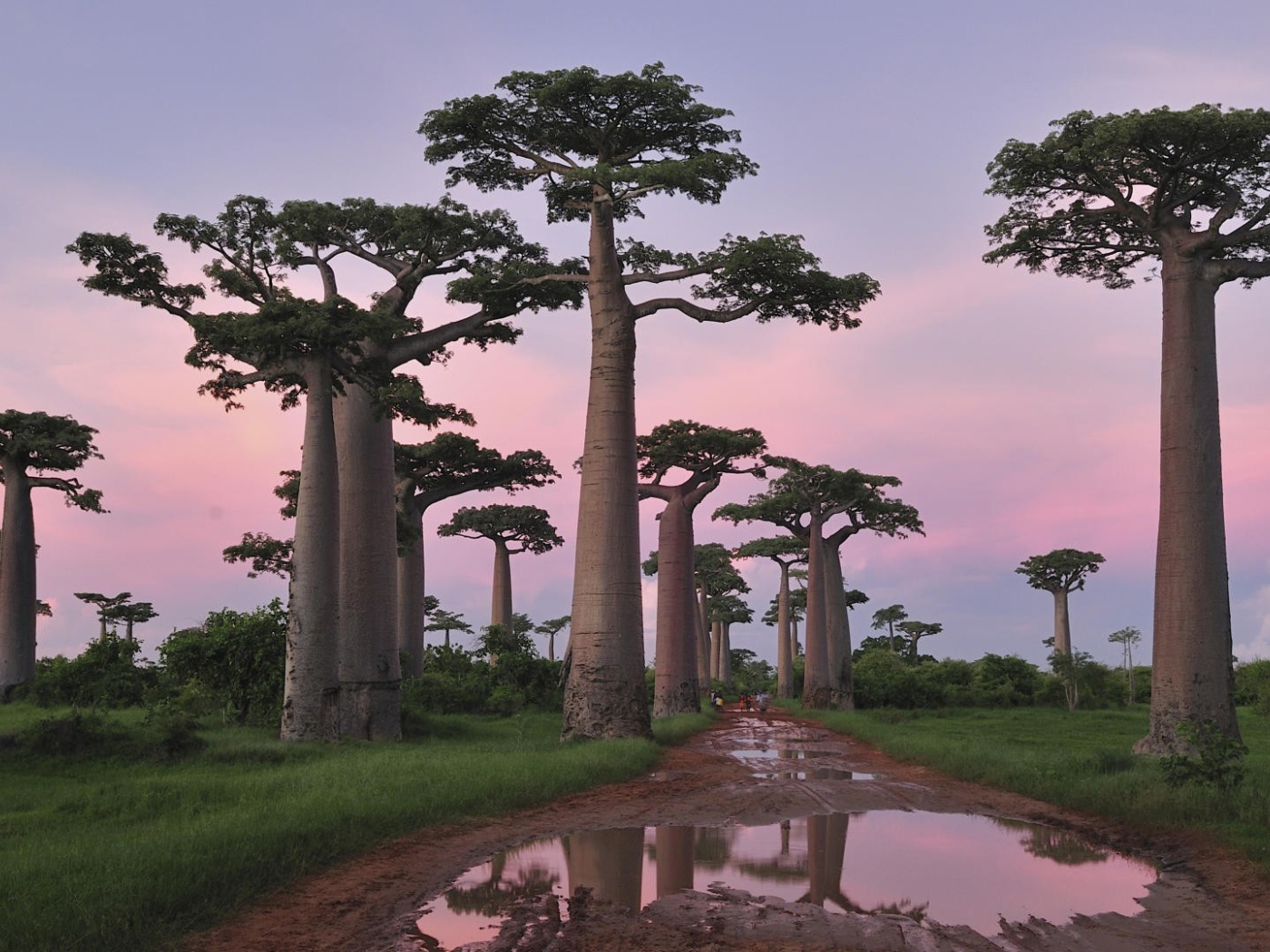 Роща баобабов в Африке