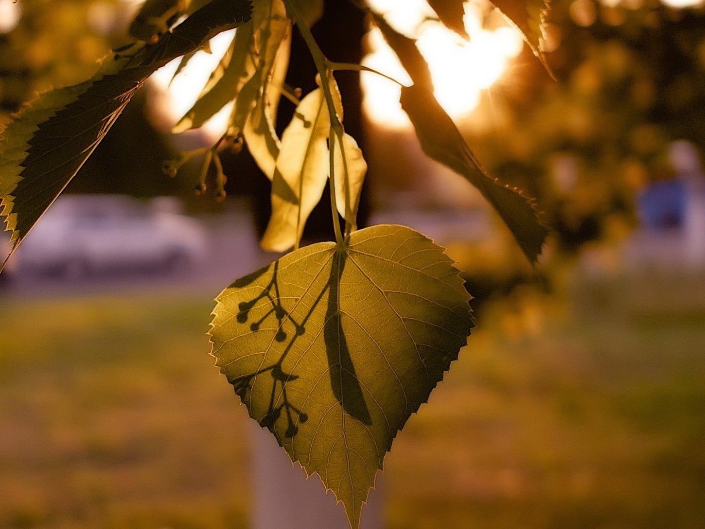 Лист дерева липа освещенный солнцем