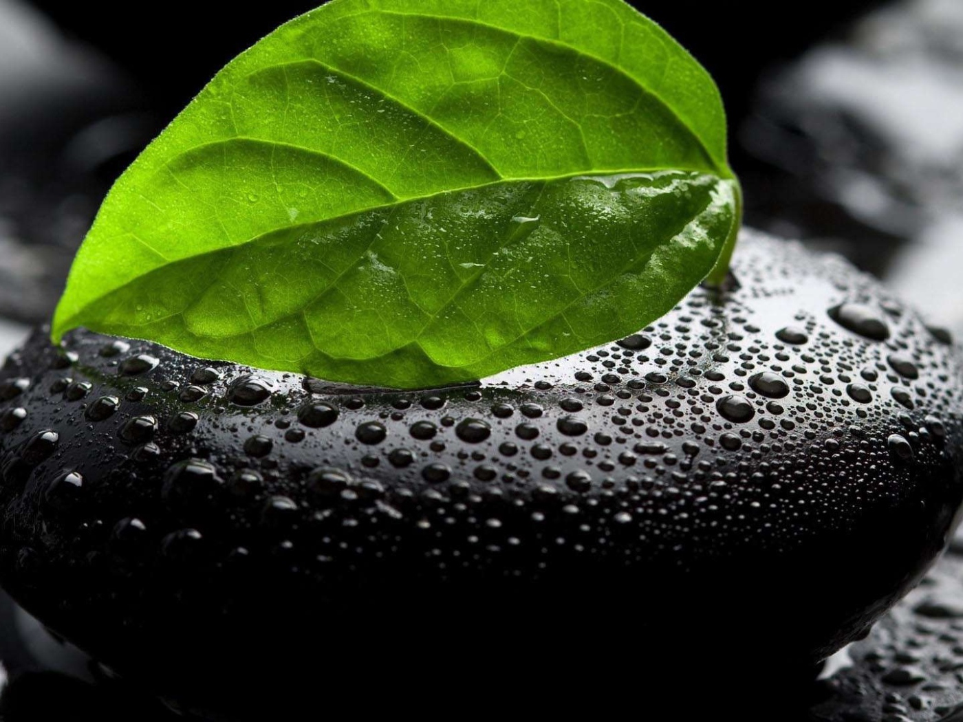 Лист на мокром черном камне