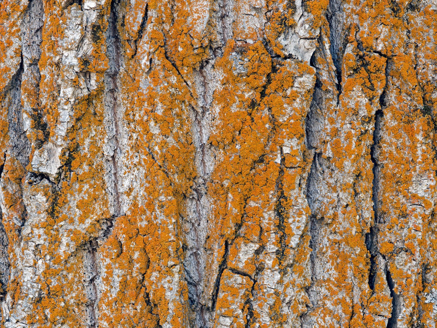 Оранжевый лишай на коре дерева