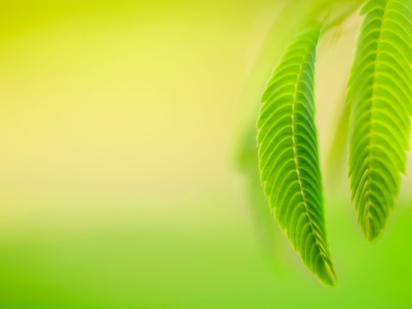 Нежно зеленые листья весной