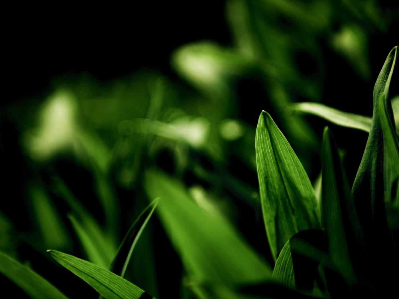 Фотография молодых зеленых травинок