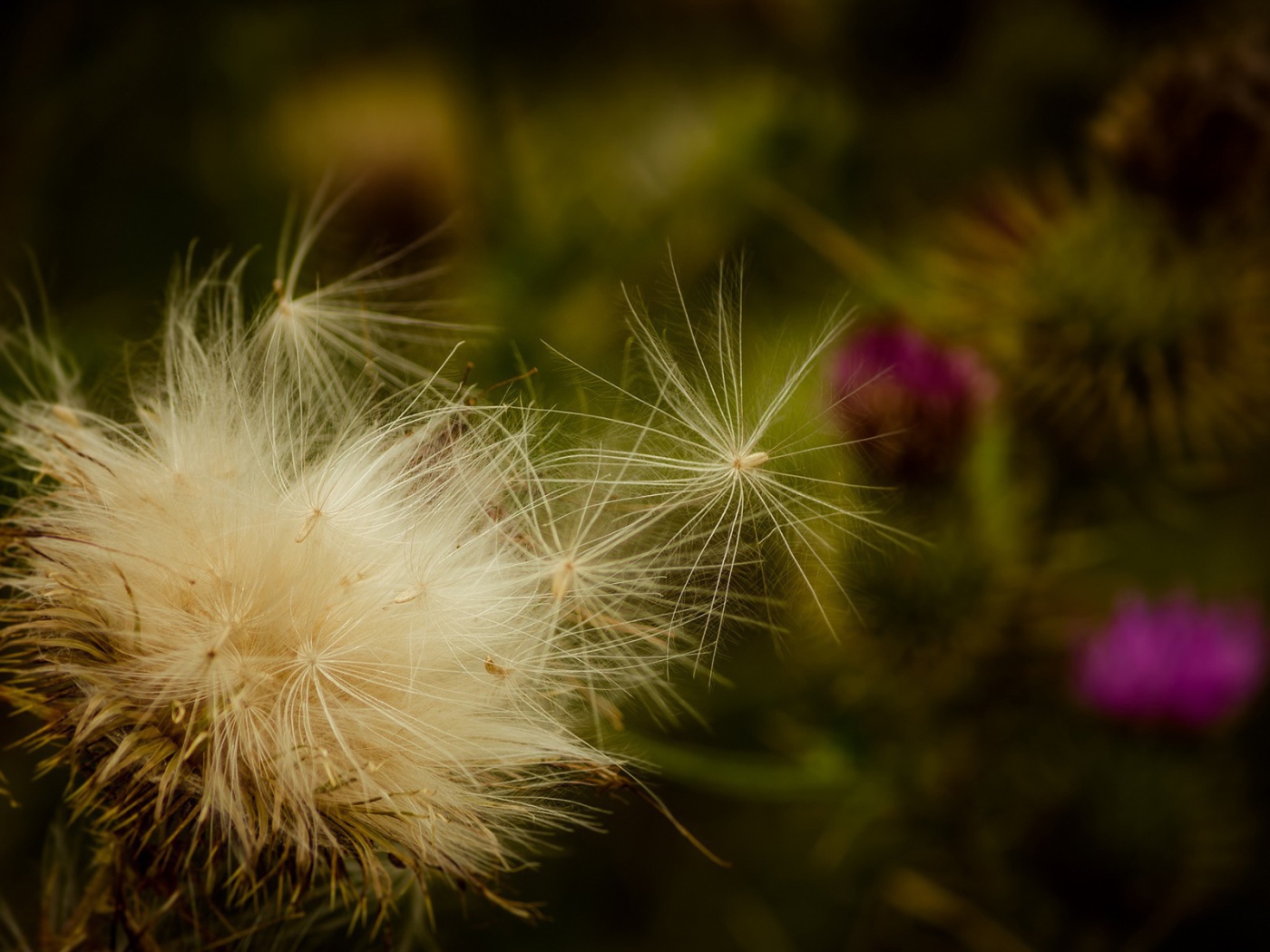 Пух дикого растения