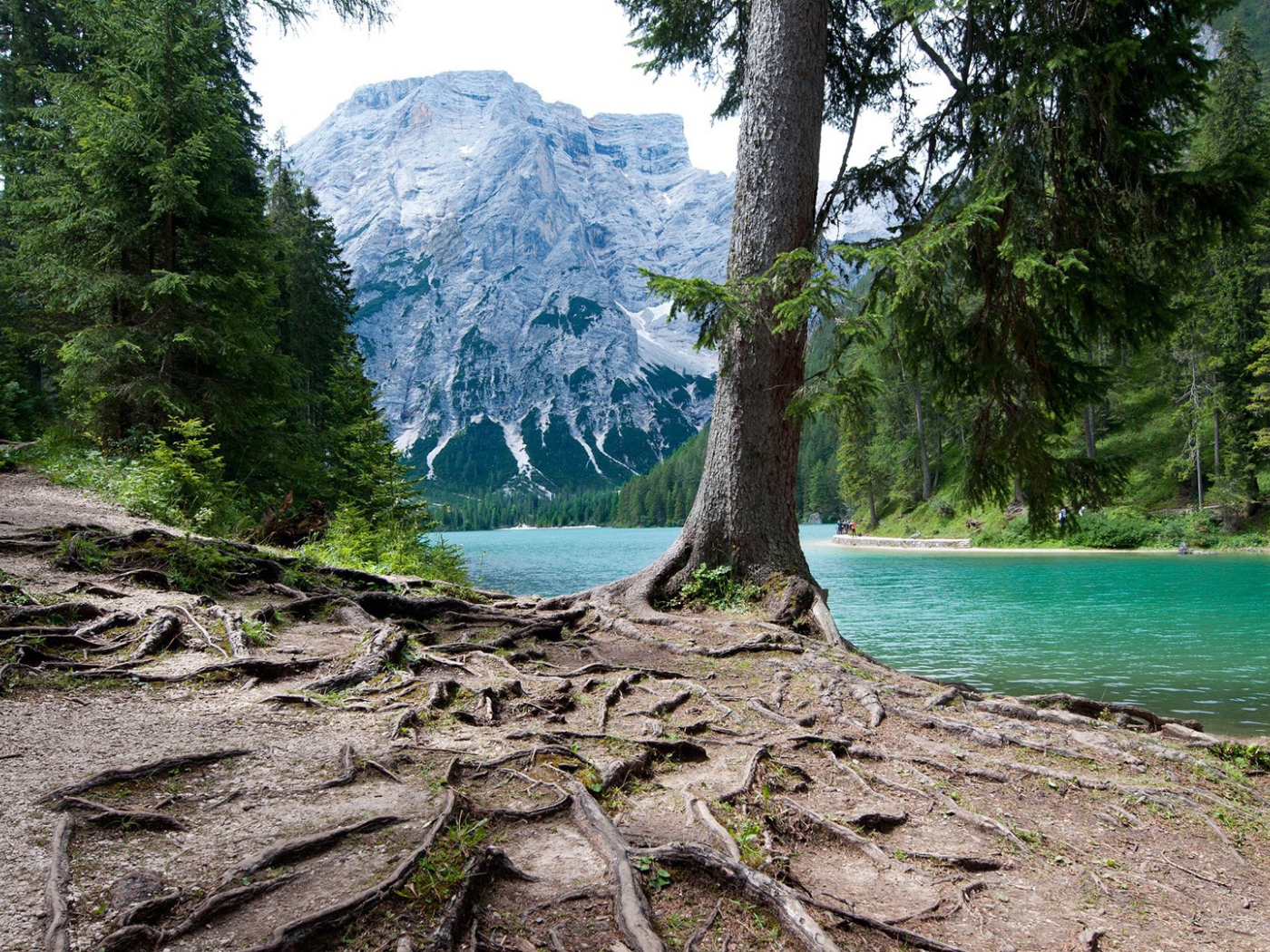 Мощная корневая система у дерева